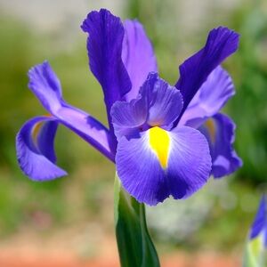 Meet your Posher, Iris